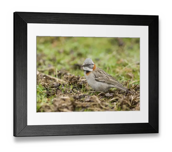 Framed Print : Rufous-collared Sparrow (Zonotrichia capensis) adult, standing on ground, Argentina, november Framed Print : Rufous-collared Sparrow (Zonotrichia capensis) adult, standing on ground, Argentina, november
