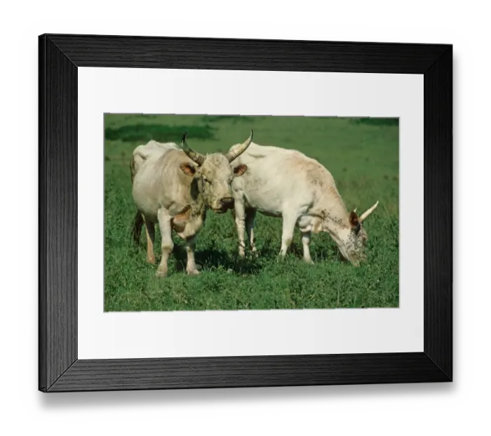 Framed Print : Domestic Cattle, Chillingham Cattle, bull and cow, grazing, Chillingham Park, Northumberland, England Framed Print : Domestic Cattle, Chillingham Cattle, bull and cow, grazing, Chillingham Park, Northumberland, England
