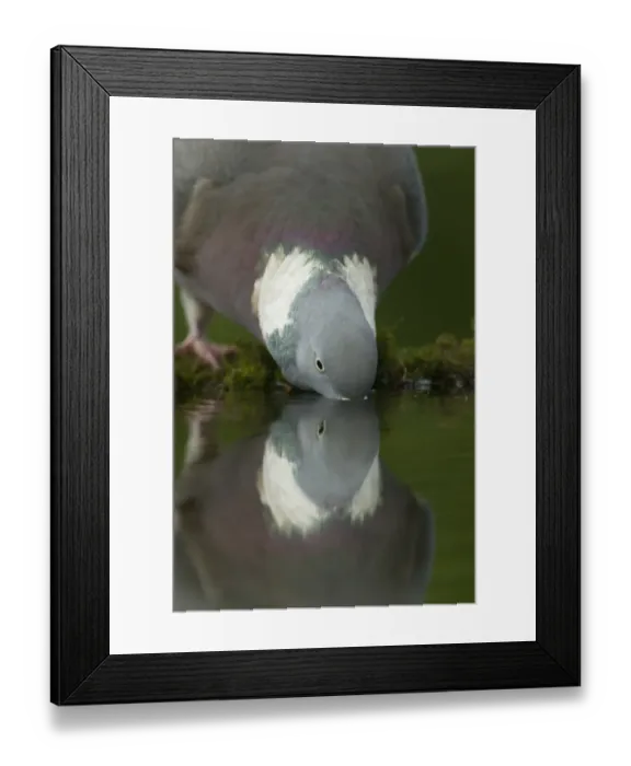 Framed Print : Wood Pigeon (Columba palumbus) adult, drinking from woodland pool with reflection, Derbyshire, England, may Framed Print : Wood Pigeon (Columba palumbus) adult, drinking from woodland pool with reflection, Derbyshire, England, may