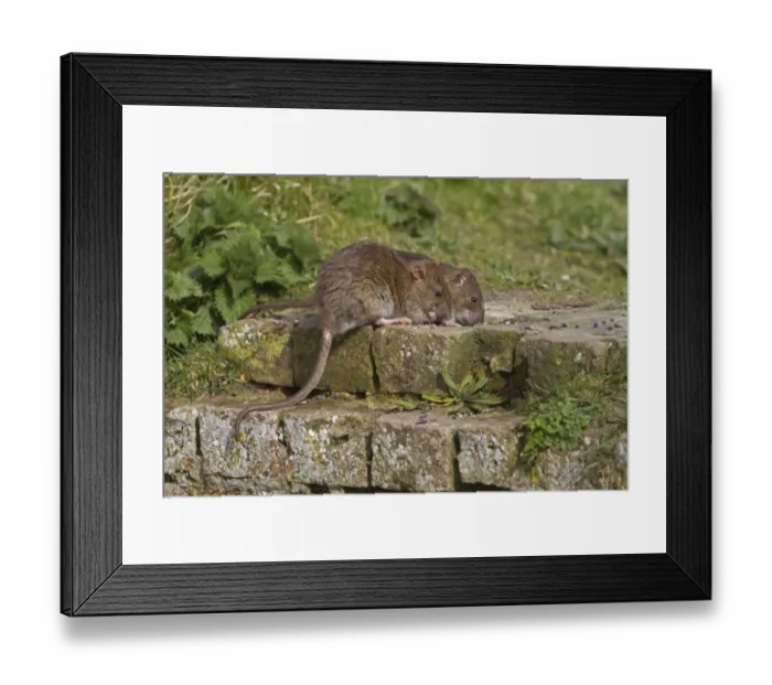 Framed Print : Brown Rat (Rattus norvegicus) two adults, feeding on bricks at edge of ditch, Norfolk, England Framed Print : Brown Rat (Rattus norvegicus) two adults, feeding on bricks at edge of ditch, Norfolk, England