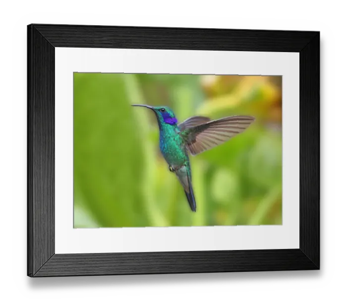 Framed Print : Green Violet-ear (Colibri thalassinus) adult male, in flight, hovering, Costa Rica, february Framed Print : Green Violet-ear (Colibri thalassinus) adult male, in flight, hovering, Costa Rica, february