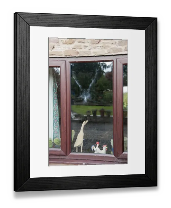 Framed Print : Wood Pigeon (Columba palumbus) powder down imprint on glass after collision with window, Bouldon, Shropshire, England, september Framed Print : Wood Pigeon (Columba palumbus) powder down imprint on glass after collision with window, Bouldon, Shropshire, England, september