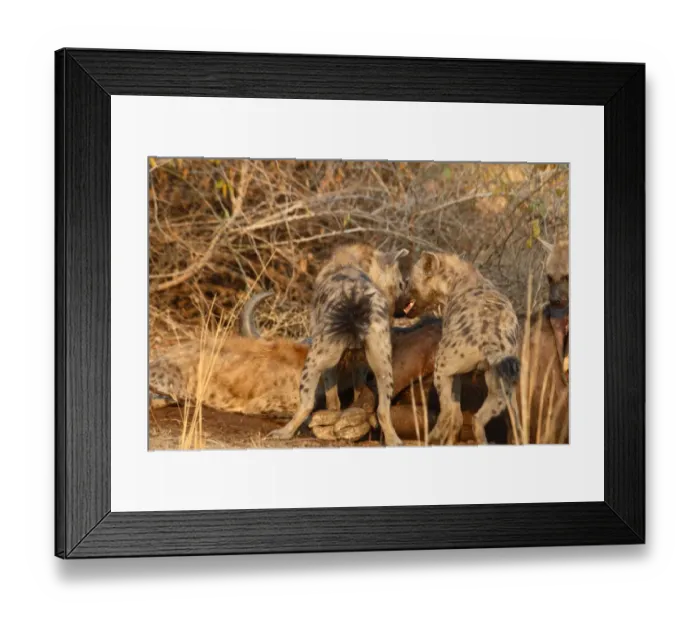 Framed Print : Spotted Hyena (Crocuta crocuta) adults, with tail spread as sign of intraspecific aggression, feeding at African Buffalo (Syncerus caffer) carcass, South Luangwa N. P. Zambia Framed Print : Spotted Hyena (Crocuta crocuta) adults, with tail spread as sign of intraspecific aggression, feeding at African Buffalo (Syncerus caffer) carcass, South Luangwa N. P. Zambia