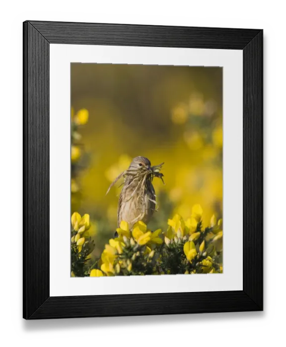 Framed Print : Eurasian Linnet (Carduelis cannabina) adult female, collecting nesting material in beak, perched on flowering gorse, Norfolk, England, april Framed Print : Eurasian Linnet (Carduelis cannabina) adult female, collecting nesting material in beak, perched on flowering gorse, Norfolk, England, april