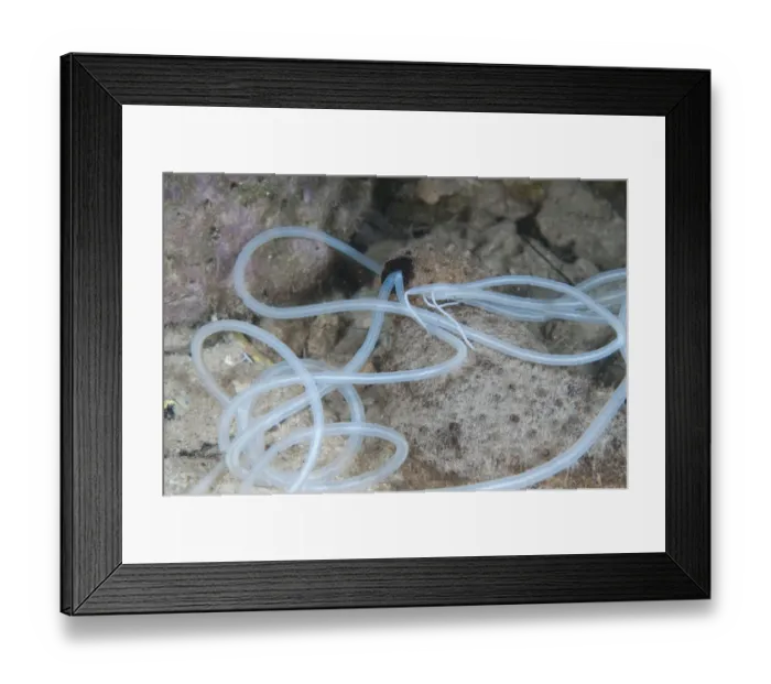 Framed Print : Sea Cucumber (Holothuroidea sp. ) adult, extruding white sticky respiratory tubules in defensive action at night, Gam Island, Raja Ampat, West Papua, New Guinea, Indonesia Framed Print : Sea Cucumber (Holothuroidea sp. ) adult, extruding white sticky respiratory tubules in defensive action at night, Gam Island, Raja Ampat, West Papua, New Guinea, Indonesia