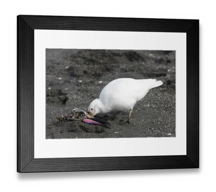 Framed Print : Snowy Sheathbill (Chionis alba) adult, feeding on King Penguin (Aptenodytes patagonicus) skull, South Georgia, november