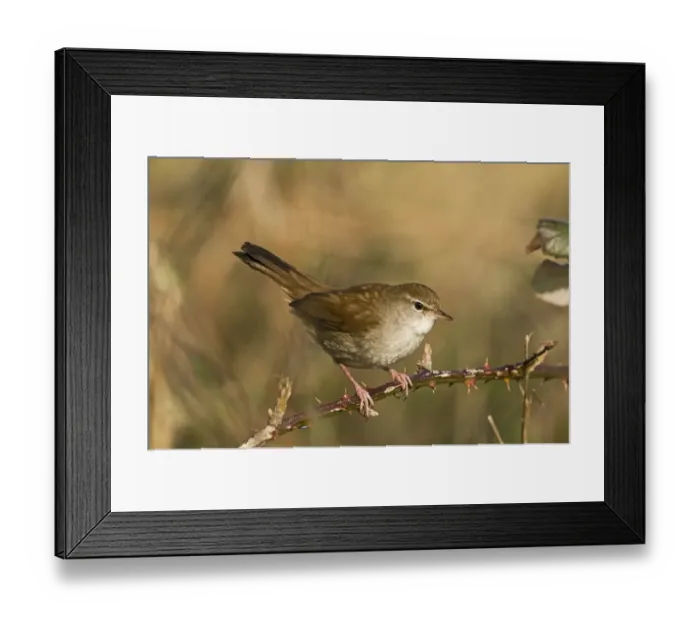 Framed Print : Cetti's Warbler (Cettia cetti) adult, perched on bramble stem, Norfolk, England, april Framed Print : Cetti's Warbler (Cettia cetti) adult, perched on bramble stem, Norfolk, England, april