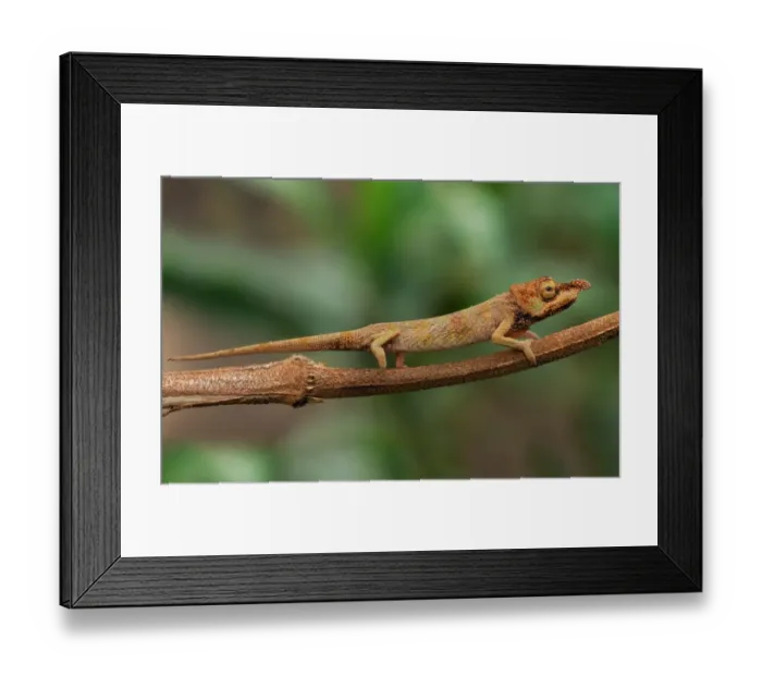 Framed Print : Long-nosed Chameleon (Calumma gallus) adult female, on stem in rainforest, Ambavaniasy, Eastern Madagascar, august