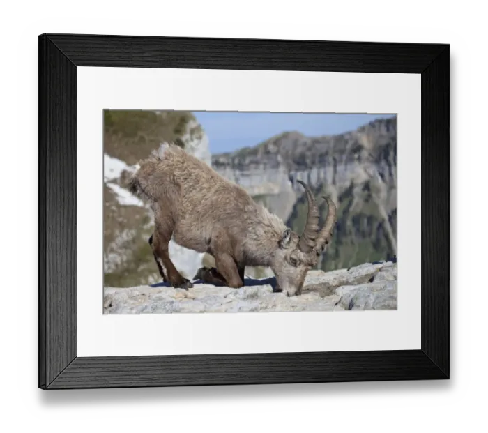 Framed Print : Alpine Ibex (Capra ibex) adult male, feeding on minerals, kneeling on rock, Niederhorn, Swiss Alps, Bernese Oberland, Switzerland, june