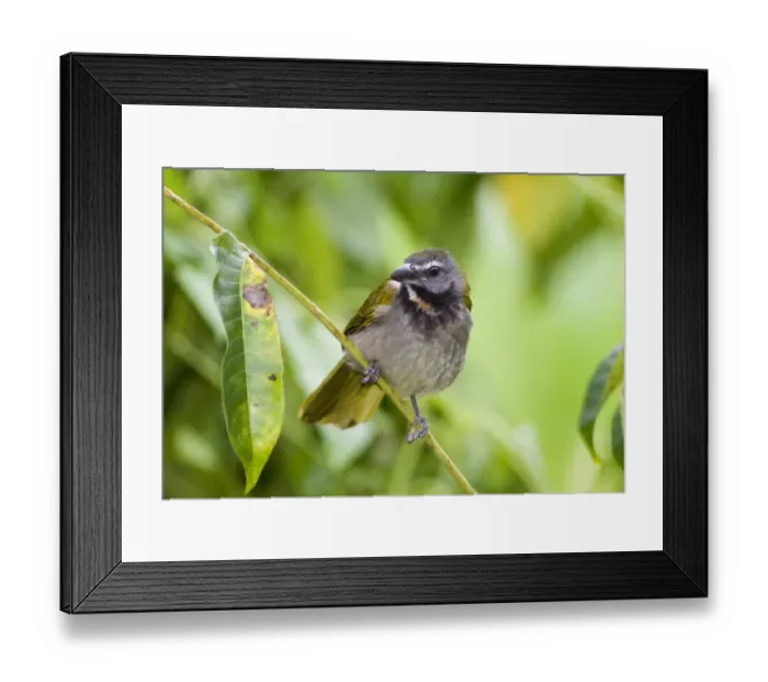 Framed Print : Buff-throated Saltator (Saltator maximus intermedius) adult, perched on stem in rainforest, Panama Framed Print : Buff-throated Saltator (Saltator maximus intermedius) adult, perched on stem in rainforest, Panama
