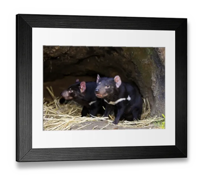 Framed Print : Tasmanian Devil (Sacrophilus harrisii) adult pair, sitting in den, South Australia, Australia Framed Print : Tasmanian Devil (Sacrophilus harrisii) adult pair, sitting in den, South Australia, Australia