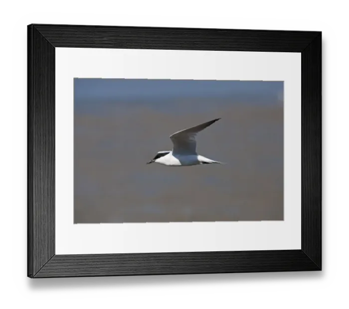 Framed Print : Gull-billed Tern (Gelochelidon nilotica) adult, breeding plumage, in flight, Queensland, Australia