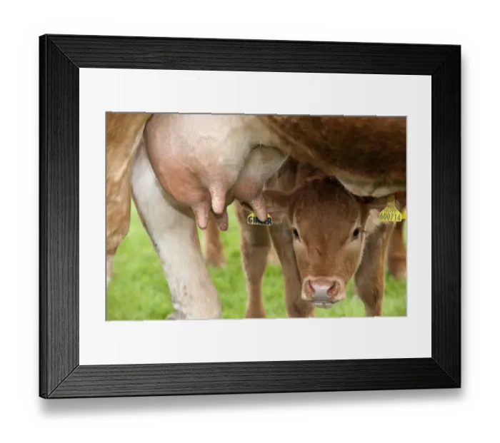 Framed Print : Domestic Cattle, Limousin, young calf, looking under udder of mother, England, may Framed Print : Domestic Cattle, Limousin, young calf, looking under udder of mother, England, may
