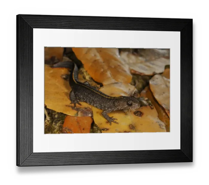 Framed Print : Italian Crested Newt (Triturus carnifex) adult, in terrestrial phase, resting on leaf litter, Italy, june Framed Print : Italian Crested Newt (Triturus carnifex) adult, in terrestrial phase, resting on leaf litter, Italy, june