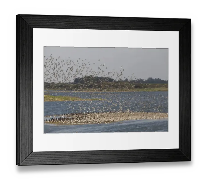 Framed Print : Knot (Calidris canutus) and Eurasian Oystercatcher (Haematopus ostralegus) mixed flock, in flight over coastal lagoon habitat, Snettisham, Norfolk, England, november Framed Print : Knot (Calidris canutus) and Eurasian Oystercatcher (Haematopus ostralegus) mixed flock, in flight over coastal lagoon habitat, Snettisham, Norfolk, England, november