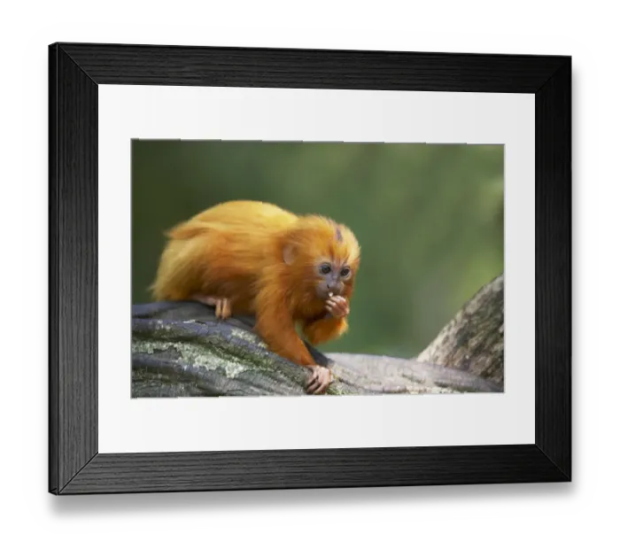 Framed Print : Golden Lion Tamarin (Leontopithecus rosalia rosalia) young, feeding on branch, Apenheul (captive) Framed Print : Golden Lion Tamarin (Leontopithecus rosalia rosalia) young, feeding on branch, Apenheul (captive)