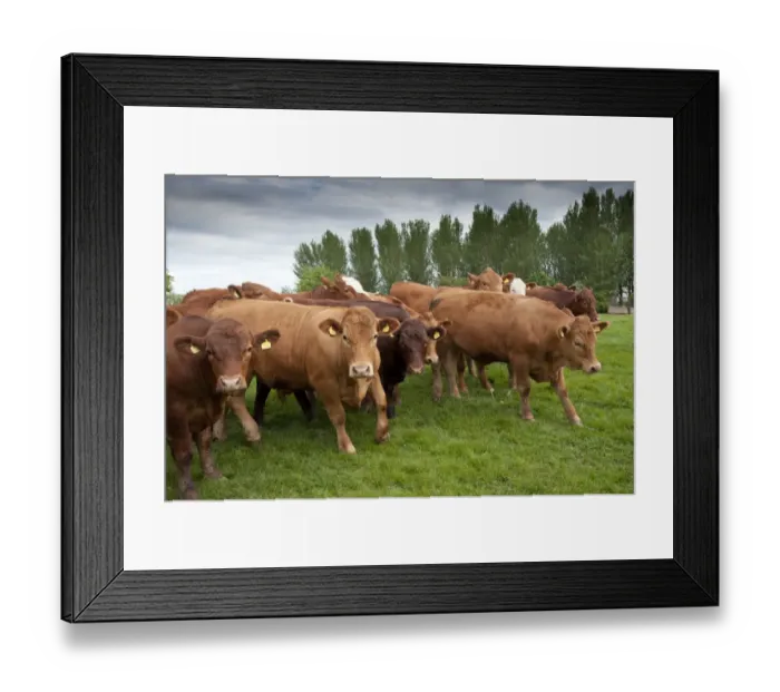 Framed Print : Domestic Cattle, Stabiliser steers, herd walking in pasture, Yorkshire, England, may Framed Print : Domestic Cattle, Stabiliser steers, herd walking in pasture, Yorkshire, England, may