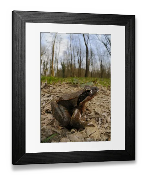 Framed Print : Italian Agile Frog (Rana latastei) adult, sitting on floor of woodland habitat, Italy, march Framed Print : Italian Agile Frog (Rana latastei) adult, sitting on floor of woodland habitat, Italy, march