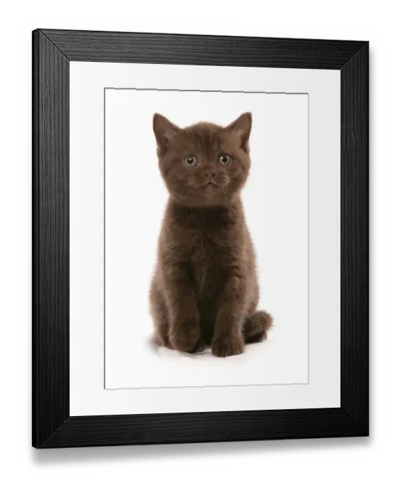 Framed Print : Domestic Cat, British Shorthair, kitten, sitting Framed Print : Domestic Cat, British Shorthair, kitten, sitting