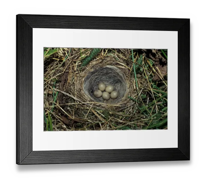 Framed Print : Yellow Wagtail (Motacilla flava) five eggs in nest