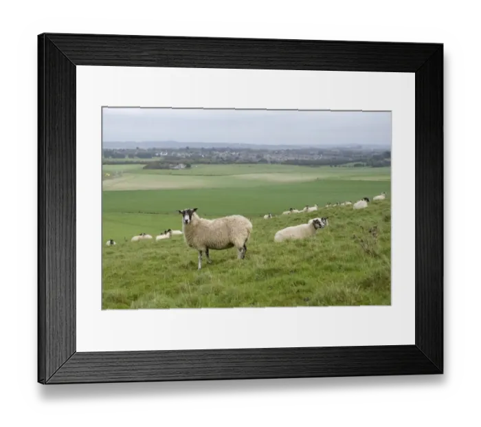 Framed Print : Domestic Sheep, Beulah Speckled Face ewes, flock on hillside pasture, Dorset, England, october Framed Print : Domestic Sheep, Beulah Speckled Face ewes, flock on hillside pasture, Dorset, England, october