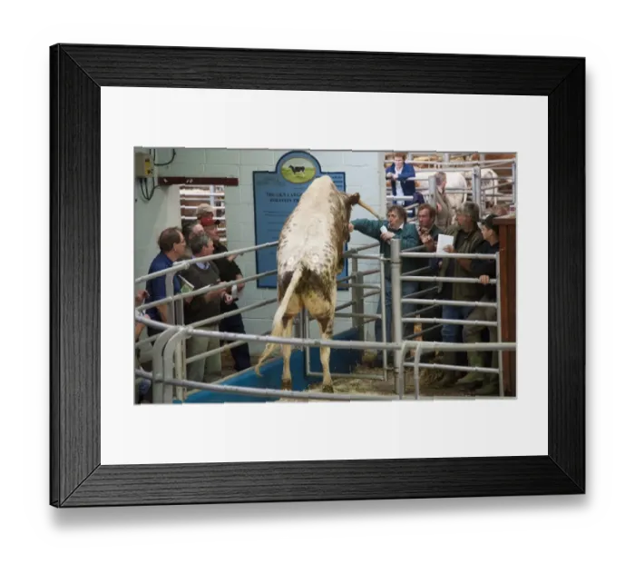 Framed Print : Domestic Cattle, Longhorn cow, jumping gate out of auction ring, Beeston, Cheshire, England, may Framed Print : Domestic Cattle, Longhorn cow, jumping gate out of auction ring, Beeston, Cheshire, England, may