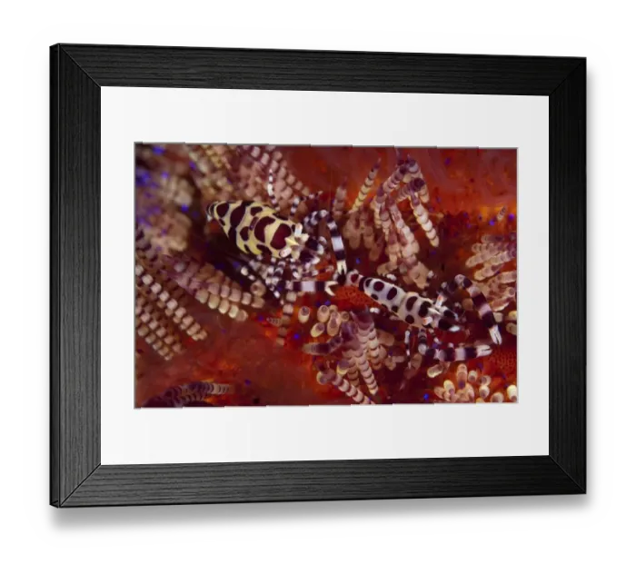 Framed Print : Coleman's Shrimp (Periclimenes colemani) adult pair, on Fire Urchin (Asthenosoma varium), Ambon Island, Maluku Islands, Banda Sea, Indonesia