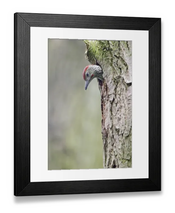 Framed Print : Green Woodpecker (Picus viridis) male chick, looking out from nest hole entrance in tree trunk, Suffolk, England, may Framed Print : Green Woodpecker (Picus viridis) male chick, looking out from nest hole entrance in tree trunk, Suffolk, England, may