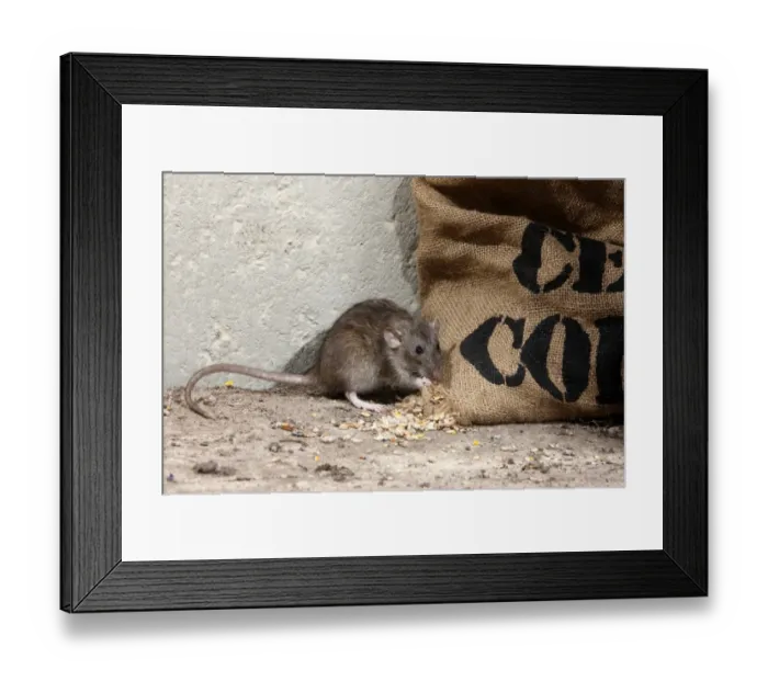 Framed Print : Brown Rat (Rattus norvegicus) adult, feeding on grain spilt from sack, England, august (captive)