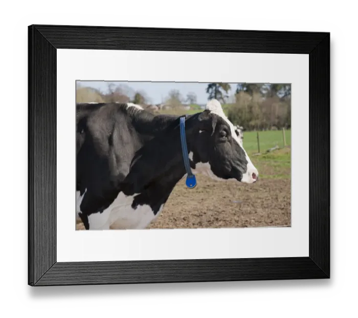 Framed Print : Domestic Cattle, Holstein Friesian type dairy cow, wearing transponder, close-up of head and neck, on organic farm, Shropshire, England, march Framed Print : Domestic Cattle, Holstein Friesian type dairy cow, wearing transponder, close-up of head and neck, on organic farm, Shropshire, England, march