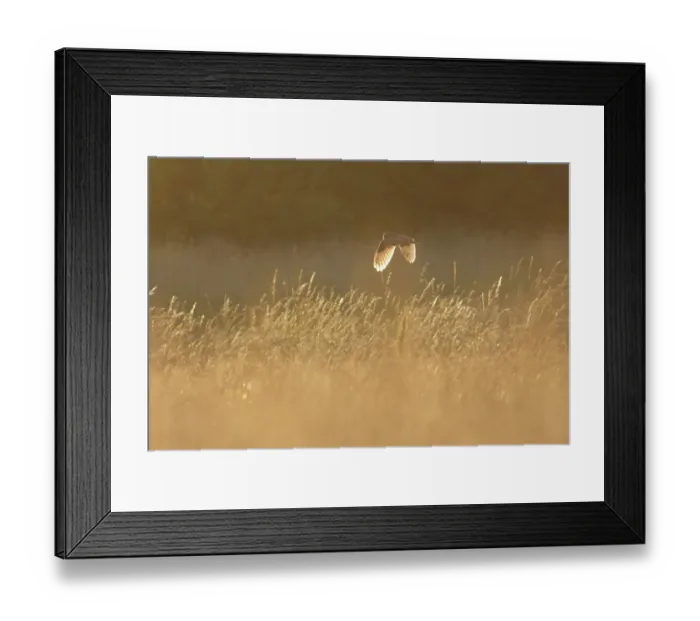 Framed Print : Short-eared Owl (Asio flammeus) adult, in flight over set-a-side field at dusk, West Yorkshire, England, july Framed Print : Short-eared Owl (Asio flammeus) adult, in flight over set-a-side field at dusk, West Yorkshire, England, july