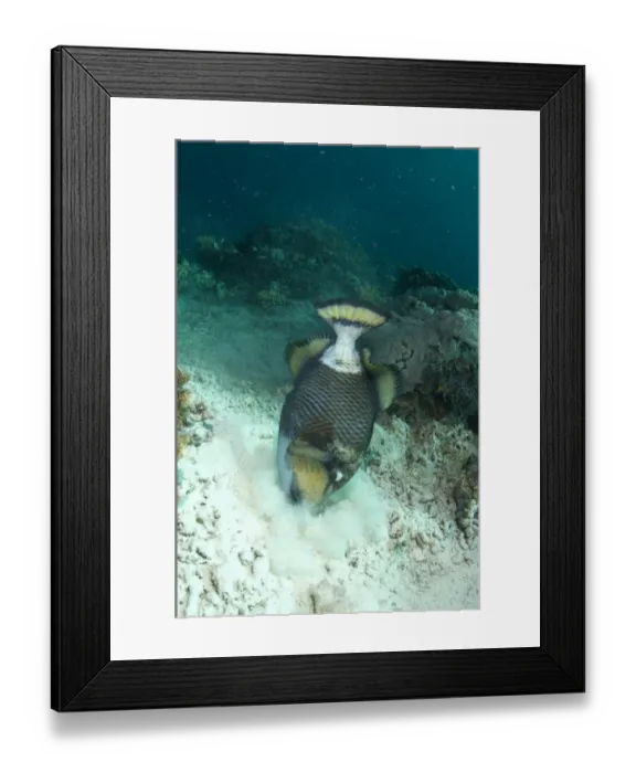 Framed Print : Titan Triggerfish (Balistoides viridescens) adult, feeding in sand on reef, Sipadan Island, Sabah, Borneo, Malaysia Framed Print : Titan Triggerfish (Balistoides viridescens) adult, feeding in sand on reef, Sipadan Island, Sabah, Borneo, Malaysia