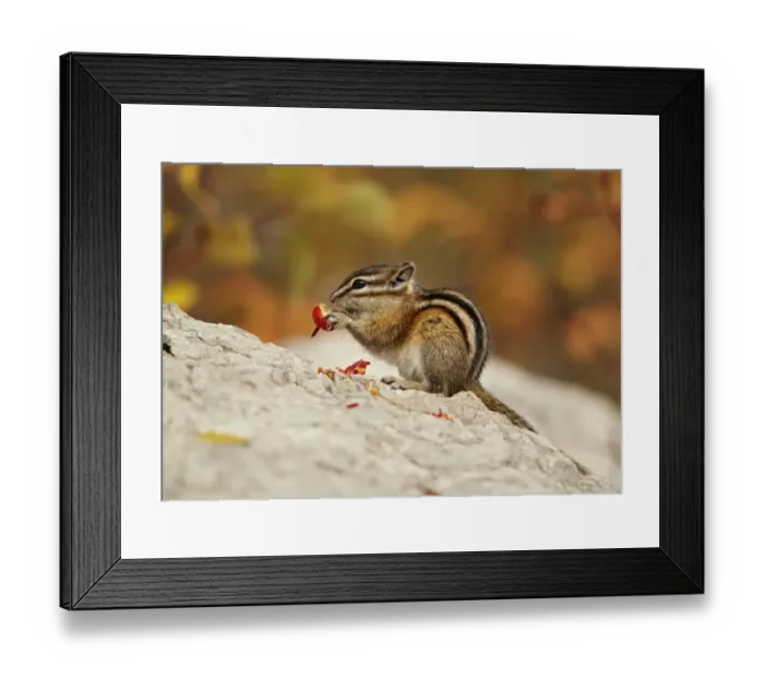 Framed Print : Least Chipmunk (Tamias minimus) adult, feeding on berries, sitting on rock, Jasper N. P. Alberta, Canada, october Framed Print : Least Chipmunk (Tamias minimus) adult, feeding on berries, sitting on rock, Jasper N. P. Alberta, Canada, october