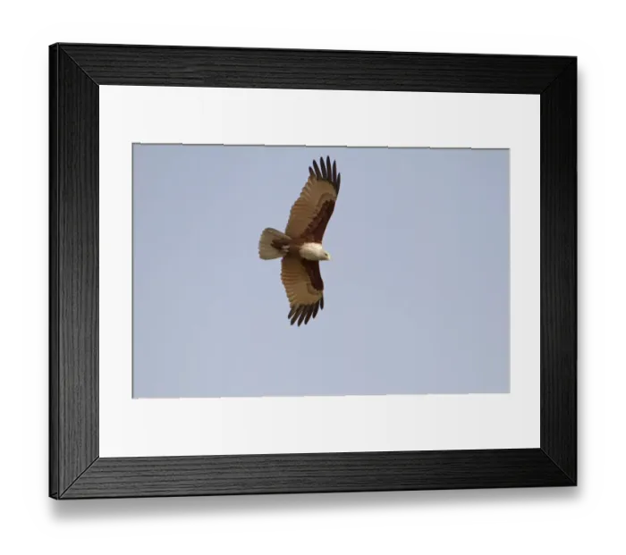 Framed Print : Brahminy Kite (Haliastur indus) adult, in flight, Sundarbans, Ganges Delta, West Bengal, India Framed Print : Brahminy Kite (Haliastur indus) adult, in flight, Sundarbans, Ganges Delta, West Bengal, India