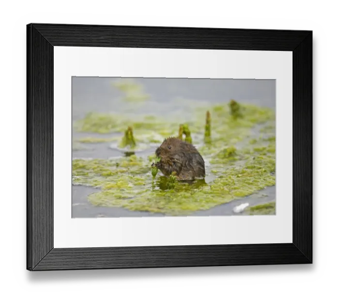 Framed Print : Water Vole (Arvicola terrestris) adult, feeding on waterweed, Norfolk, England, august Framed Print : Water Vole (Arvicola terrestris) adult, feeding on waterweed, Norfolk, England, august