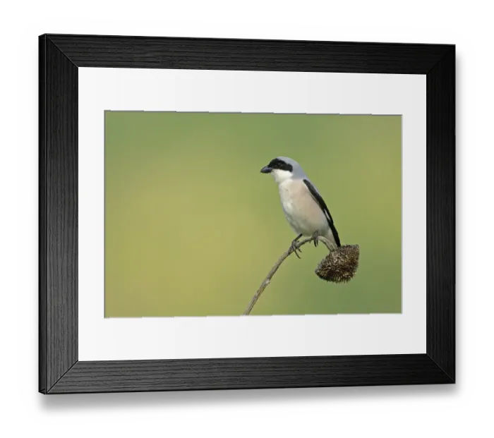 Framed Print : Lesser Grey Shrike (Lanius minor) adult, perched on dry sunflower inflorescense, Bulgaria, may Framed Print : Lesser Grey Shrike (Lanius minor) adult, perched on dry sunflower inflorescense, Bulgaria, may