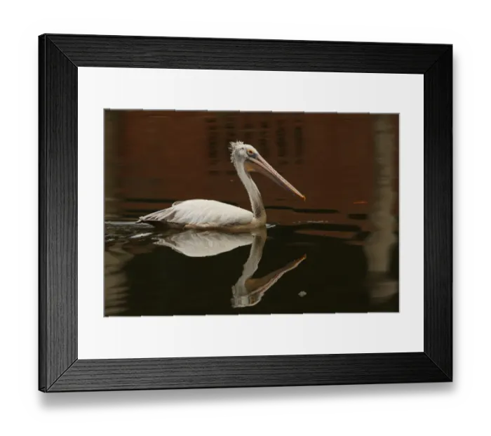 Framed Print : Spot-billed Pelican (Pelecanus philippensis) adult, swimming on lake, Colombo, Sri Lanka, november Framed Print : Spot-billed Pelican (Pelecanus philippensis) adult, swimming on lake, Colombo, Sri Lanka, november
