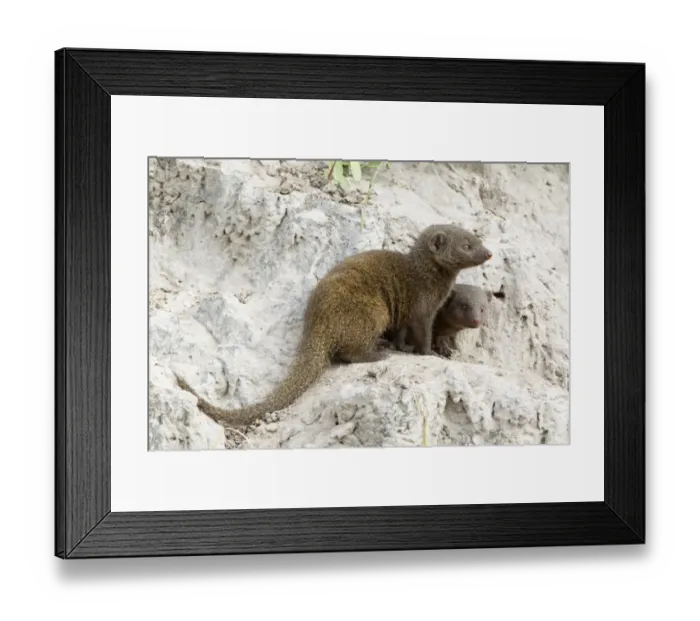Framed Print : Southern Dwarf Mongoose (Helogale parvula) adult with young, on termite mound, Okavango Delta, Botswana Framed Print : Southern Dwarf Mongoose (Helogale parvula) adult with young, on termite mound, Okavango Delta, Botswana
