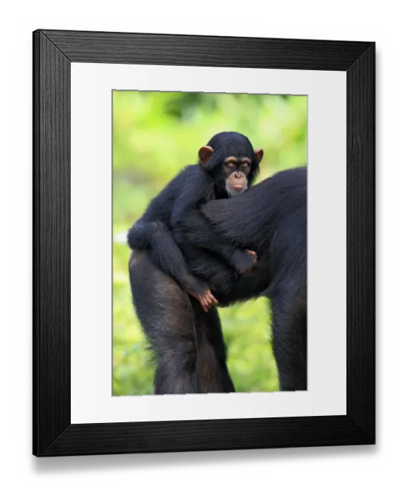 Framed Print : Chimpanzee (Pan troglodytes) adult female with young, riding on back (captive) Framed Print : Chimpanzee (Pan troglodytes) adult female with young, riding on back (captive)