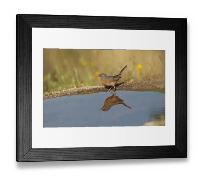 Framed Print : Subalpine Warbler (Sylvia cantillans) adult male, drinking at pool with reflection, Spain, may Framed Print : Subalpine Warbler (Sylvia cantillans) adult male, drinking at pool with reflection, Spain, may