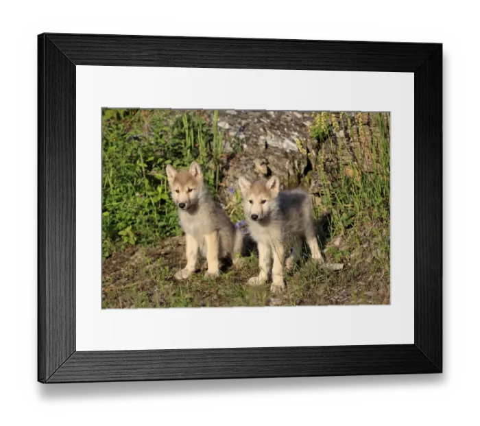 Framed Print : Timber Wolf (Canis lupus) two eight-week old cubs, sitting and standing, Montana, U. S. A. june (captive) Framed Print : Timber Wolf (Canis lupus) two eight-week old cubs, sitting and standing, Montana, U. S. A. june (captive)