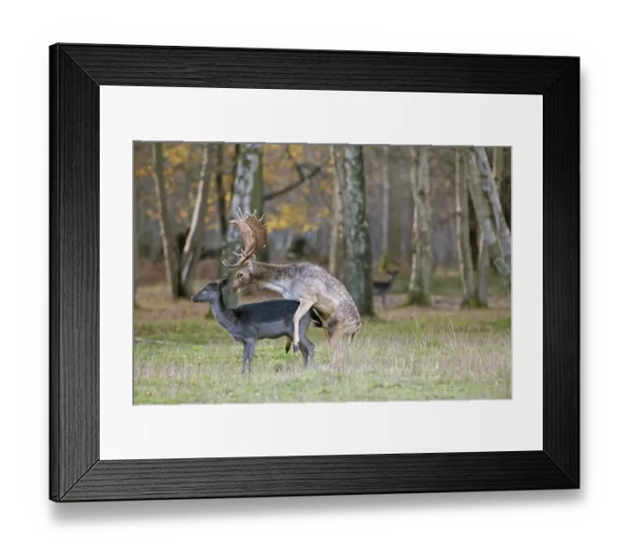 Framed Print : Fallow Deer (Dama dama) adult pair, mating, buck mounting dark form doe, at edge of woodland habitat, Sussex, England, autumn Framed Print : Fallow Deer (Dama dama) adult pair, mating, buck mounting dark form doe, at edge of woodland habitat, Sussex, England, autumn