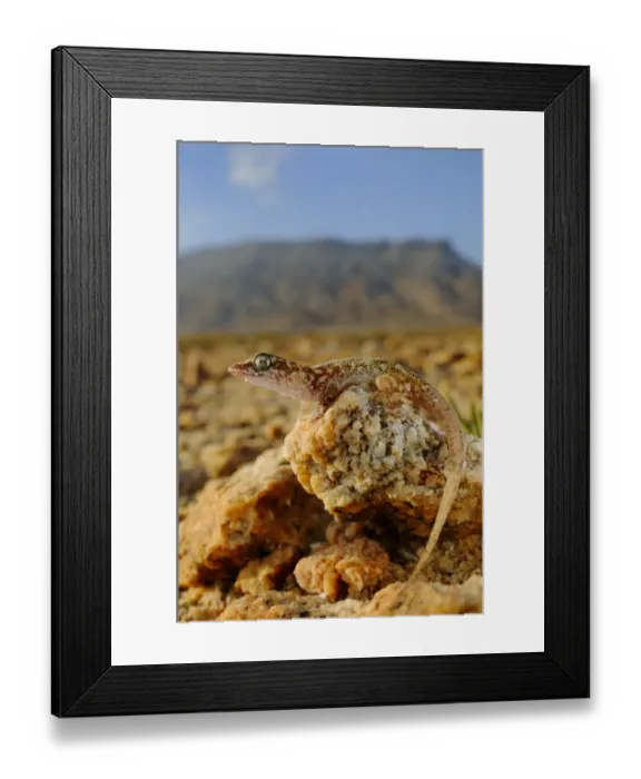 Framed Print : Sharpnose Leaf-toed Gecko (Hemidactylus oxyrhinus) adult, standing on rocks in desert habitat, Abd el-Kuri Island, Socotra, Yemen, april Framed Print : Sharpnose Leaf-toed Gecko (Hemidactylus oxyrhinus) adult, standing on rocks in desert habitat, Abd el-Kuri Island, Socotra, Yemen, april