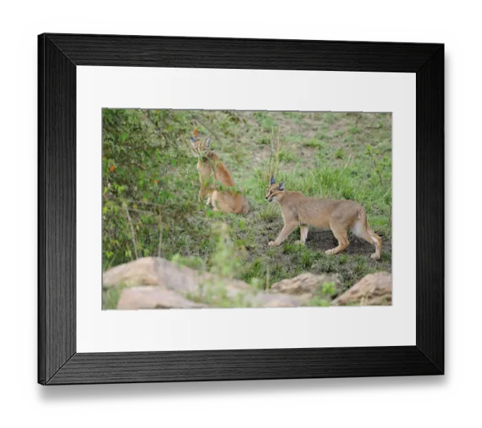 Framed Print : Caracal (Caracal caracal) adult pair, at edge of bushes, Masai Mara, Kenya