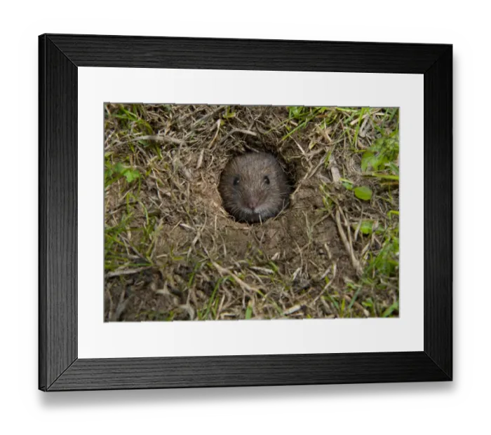 Framed Print : Bank Vole (Clethrionomys glareolus) adult, emerging from burrow, Anglesey, North Wales, august Framed Print : Bank Vole (Clethrionomys glareolus) adult, emerging from burrow, Anglesey, North Wales, august