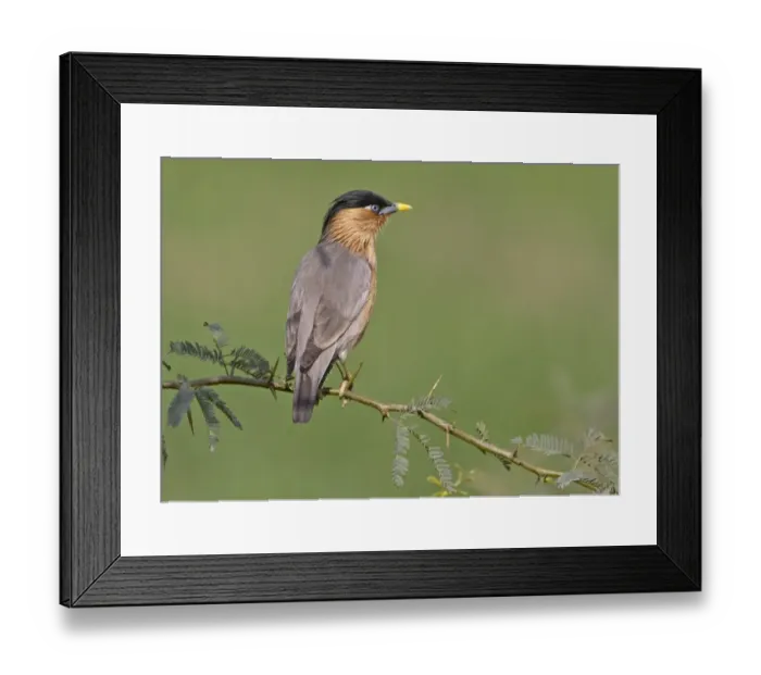 Framed Print : Brahminy Starling (Sturnus pagodarum) adult, perched on spiniferous bush, Northern India, january