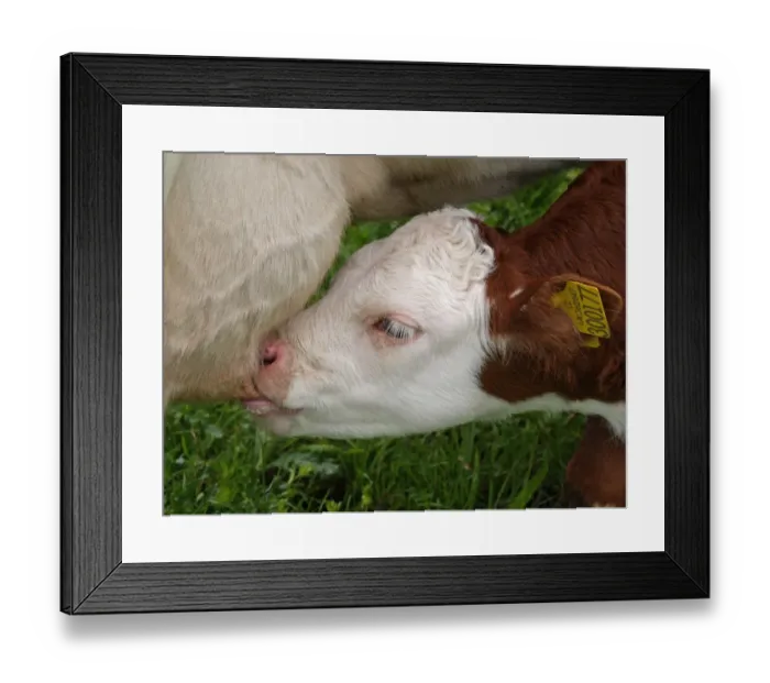 Framed Print : Domestic Cattle, Hereford cross calf suckling, close-up of head, Devon, England