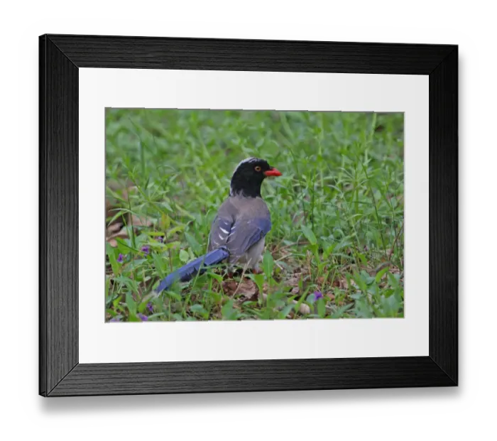 Framed Print : Red-billed Blue Magpie (Urocissa erythrorhyncha brevivexilla) adult, foraging on ground, Beidaihe, Hebei, China, may Framed Print : Red-billed Blue Magpie (Urocissa erythrorhyncha brevivexilla) adult, foraging on ground, Beidaihe, Hebei, China, may