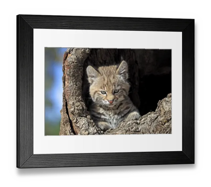 Framed Print : Bobcat (Lynx rufus) eight-weeks old cub, in hollow tree trunk, Montana, U. S. A. june (captive) Framed Print : Bobcat (Lynx rufus) eight-weeks old cub, in hollow tree trunk, Montana, U. S. A. june (captive)