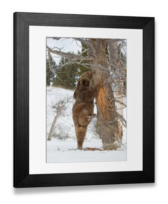 Framed Print : Grizzly Bear (Ursus arctos horribilis) adult, searching for food under bark of tree trunk in snow, Montana, U. S. A. january (captive) Framed Print : Grizzly Bear (Ursus arctos horribilis) adult, searching for food under bark of tree trunk in snow, Montana, U. S. A. january (captive)